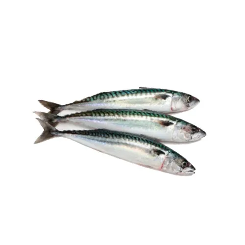 Scomber Japonicus (Mackerel)