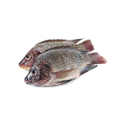 Tilapia