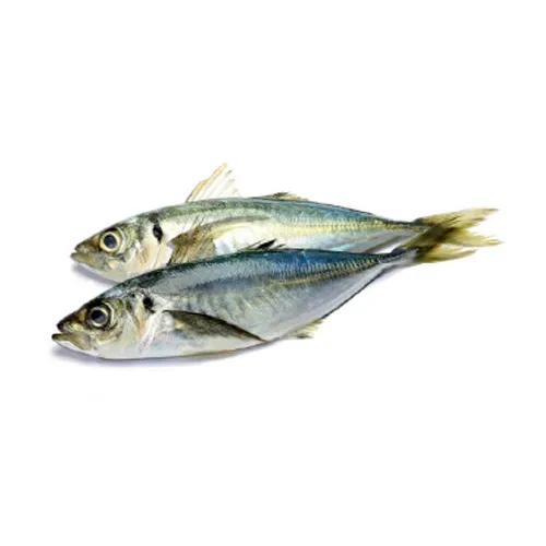 Trachurus Murphyi (Jack Mackerel)